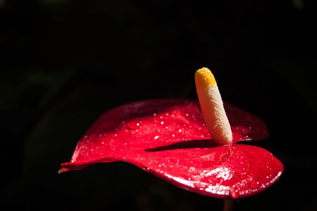 Blistered Shishito Pepper Recipe Recipe - Sweet & Saucy